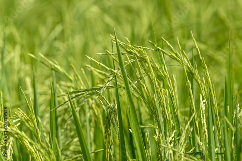 Paddy jasmine rice farm in Thailand ,Green rice fields