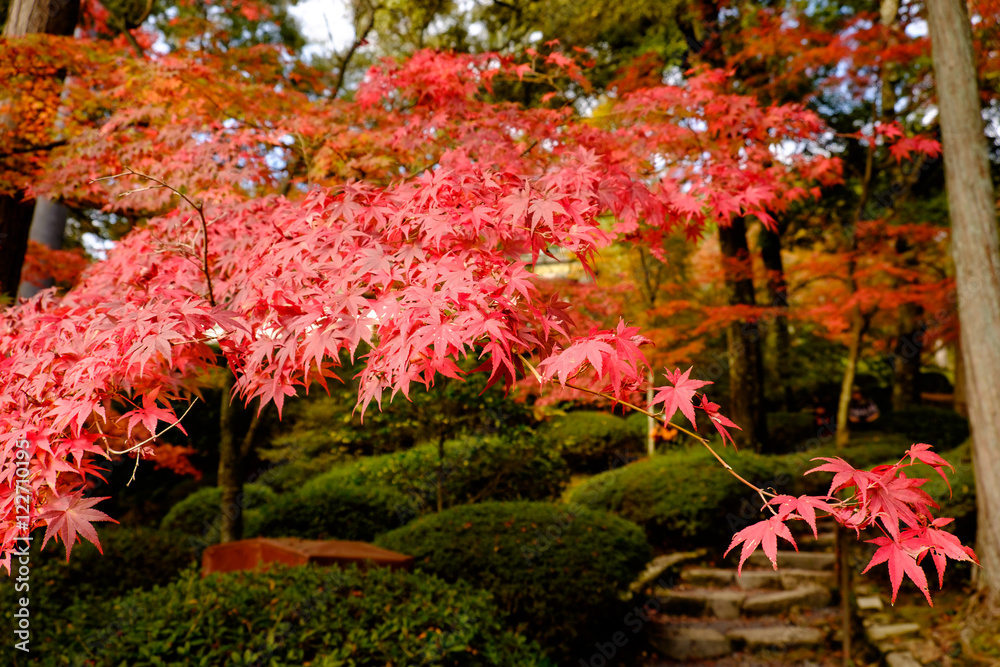 滋賀　石山寺の紅葉