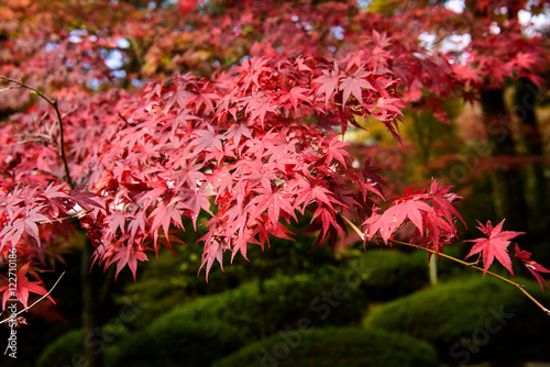 滋賀　石山寺の紅葉