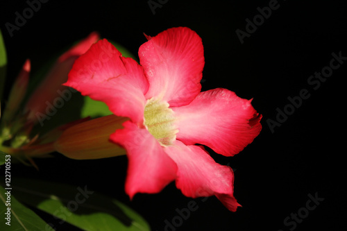 Pink Desert rose flowers