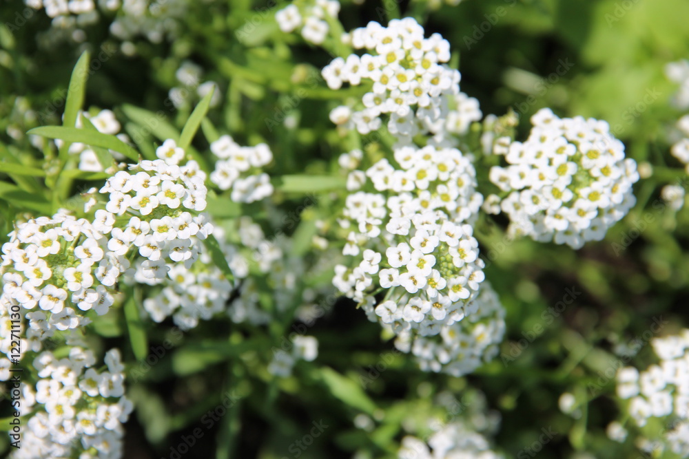 Душистый цветок белый алиссум