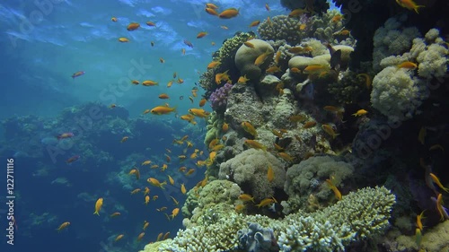 yellow and purple fish swim next to coral reef formations and hide in them