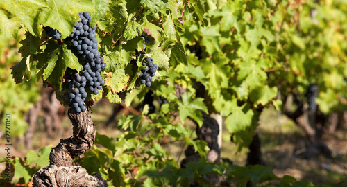 Raisin avant les vendanges