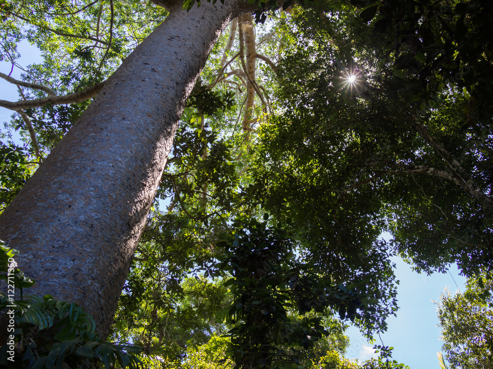 Fototapeta premium Up The Tree Trunk To The Forest Canopy
