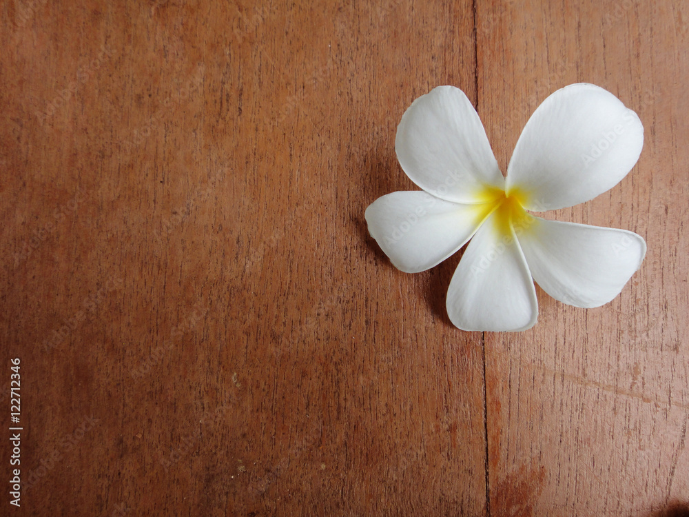 plumeria plumeria