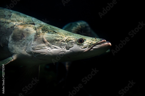 Arapaima