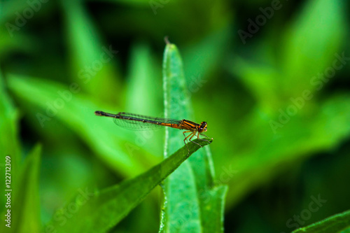 Dragonfly © Tyler