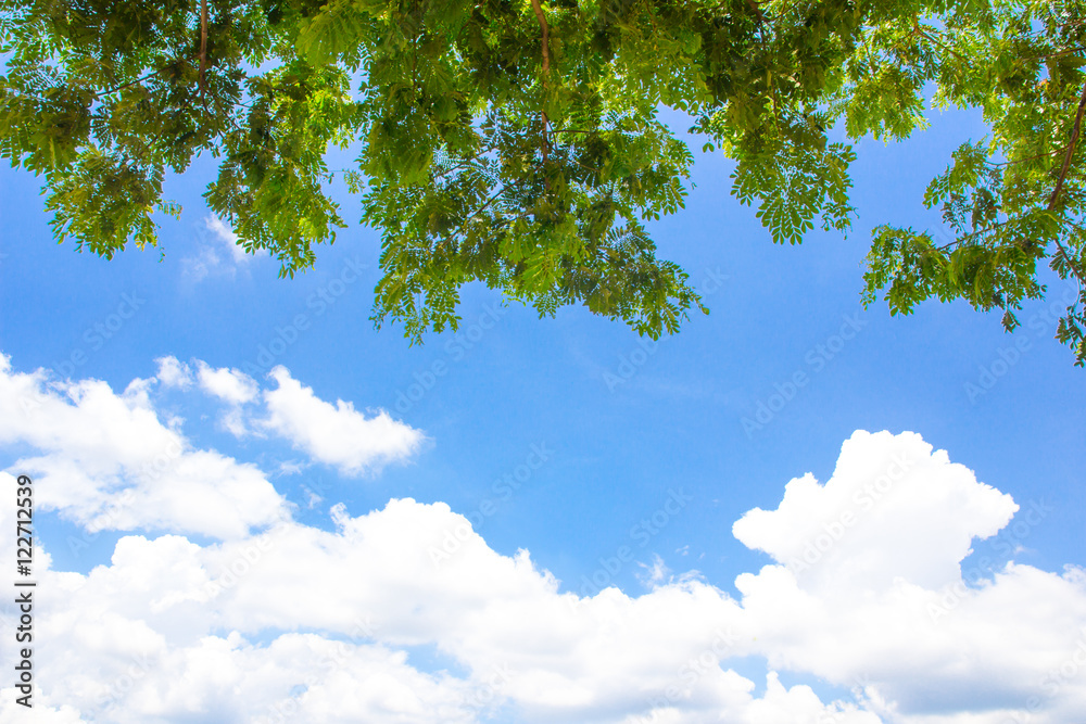 branch tree with bluesky background branch tree with bluesky background