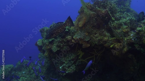 smaller and larger fish swim along some beautiful corals