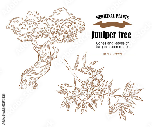 Juniper tree vector illustration. Cones ans leaves of Juniperus