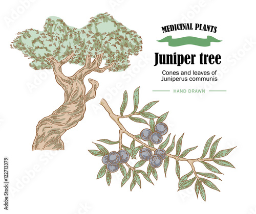 Juniper tree vector illustration. Cones ans leaves of Juniperus
