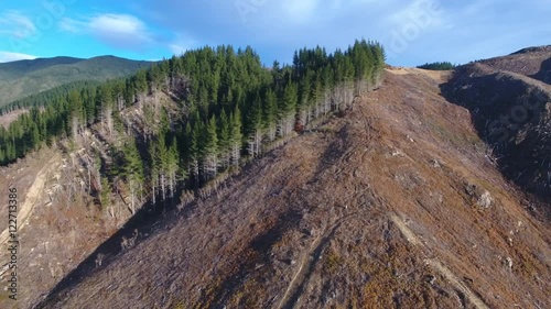 Aerial view of harvested pine forest with some trees still standing