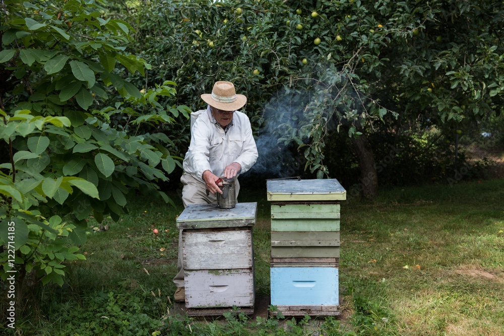 Beekeepers smoking the bees away from hive Beekeepers smoking the bees away from hive