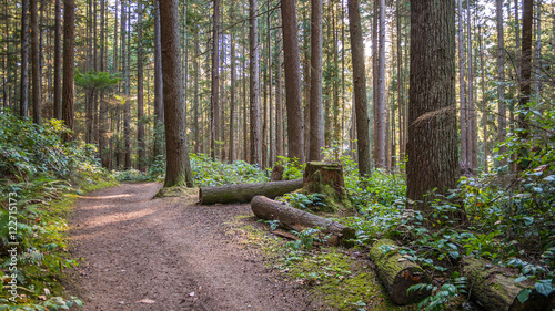 Wooden logs lie along the path. A path in the thick green forest. The sun's rays fall through the leaves. Bridle Trails State Park, WA