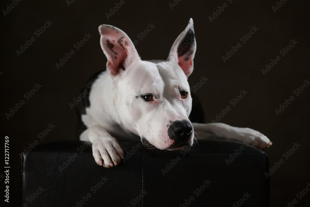 American dogo store dog
