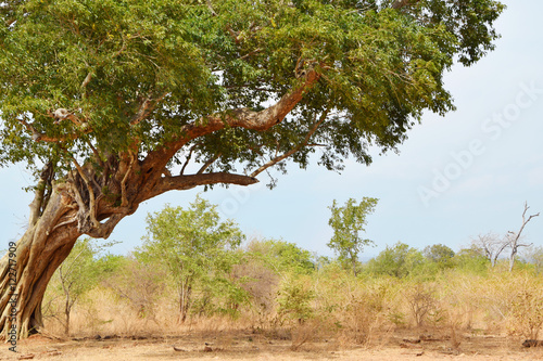 beautiful tree by safari