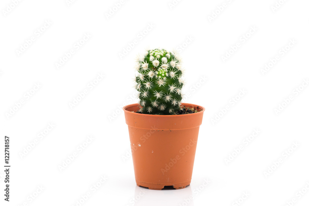 Cactus On White Background