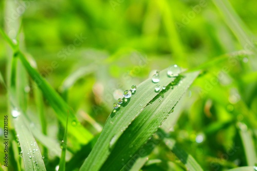 Water drops in nature