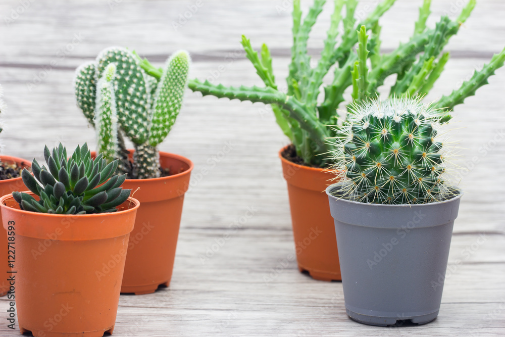 Cactus On Wooden Floor Cactus On Wooden Floor