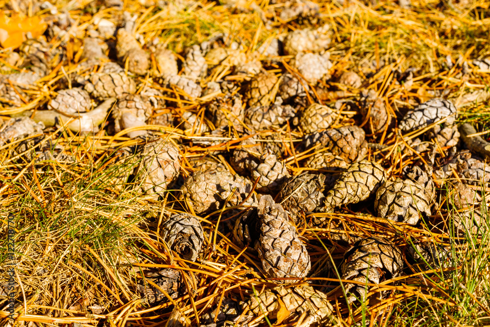 Dry pinecones on the forest floor in fall. Dry pinecones on the forest floor in fall.