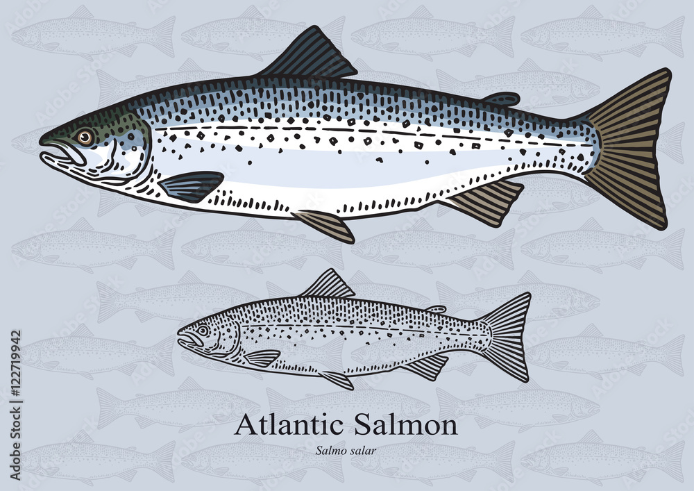 Fototapeta premium Atlantic salmon. Vector illustration for artwork in small sizes. Suitable for graphic and packaging design, educational examples, web, etc.