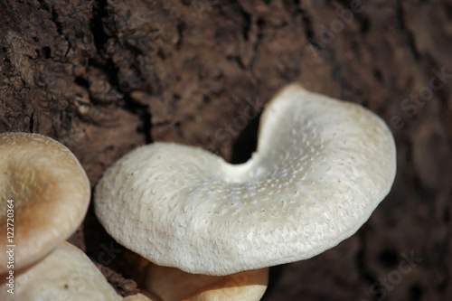 mushrooms growing on dead wood