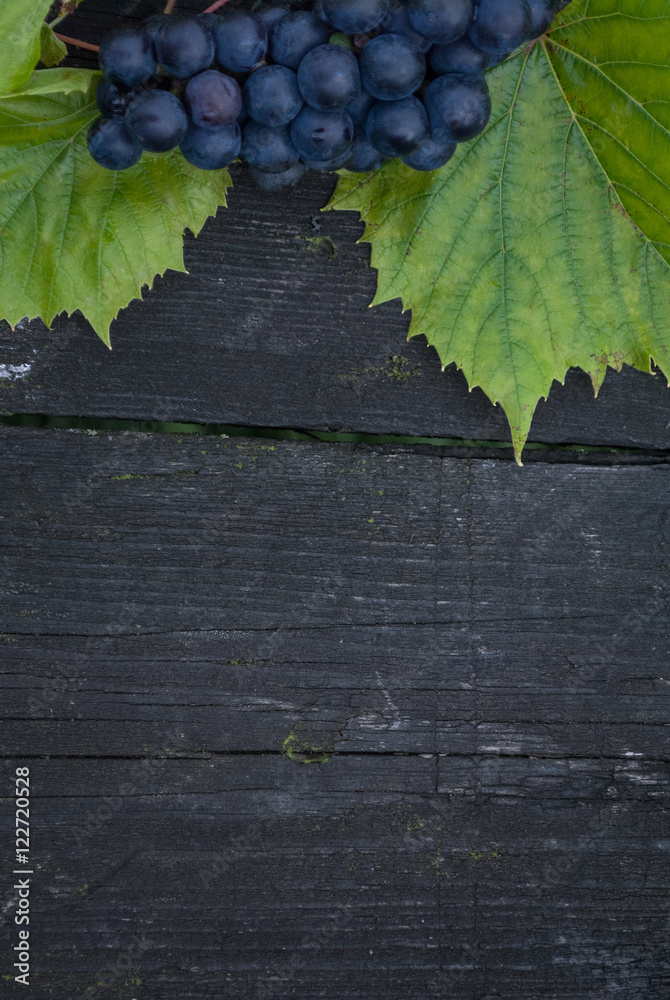 autumn background with planking and isabella grape
