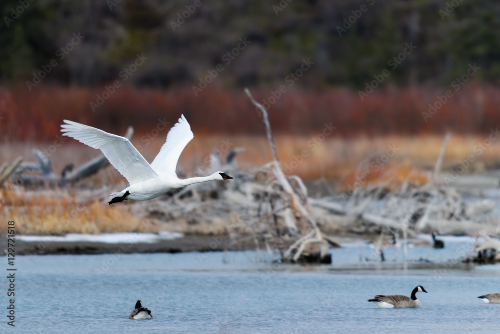 Fototapeta premium Swans