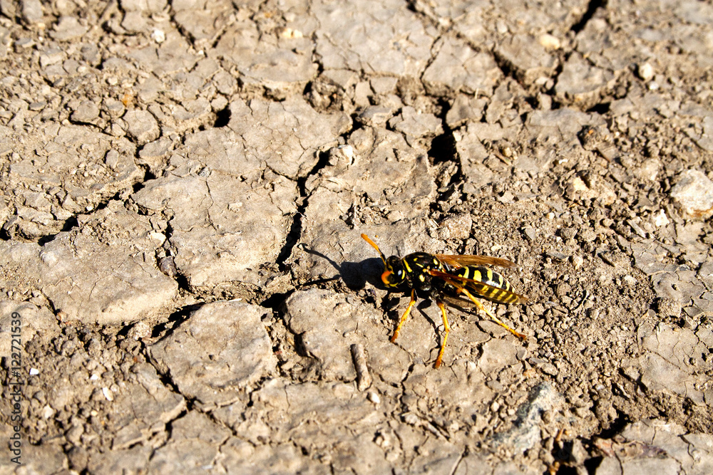 Wasp on the ground with cracks.