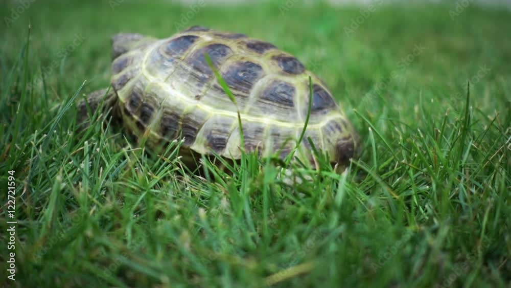 turtle slowly feeding on green grass
turtle slowly feeding on green grass