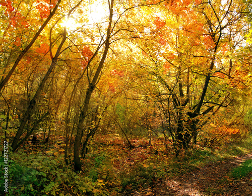 deciduous forest in autumn