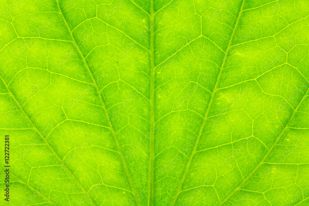 Leaf texture or leaf background for design with copy space for text or image. Leaf texture or leaf background for design with copy space for text or image.
