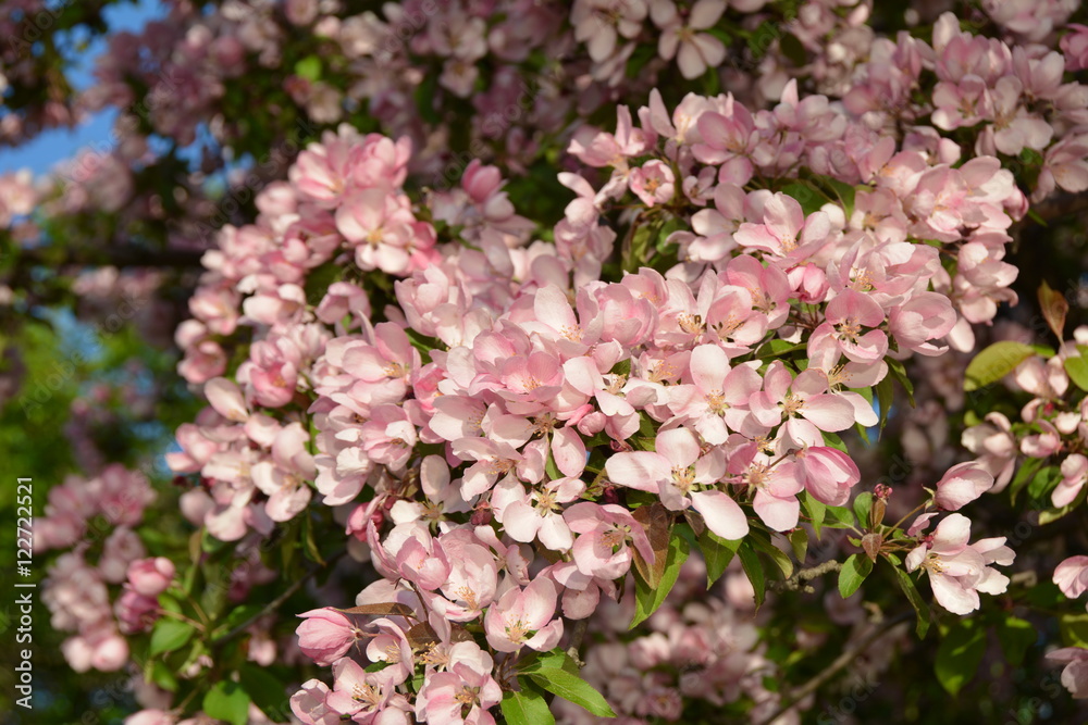 Beautiful pink apple tree in the spring garden Beautiful pink apple tree in the spring garden