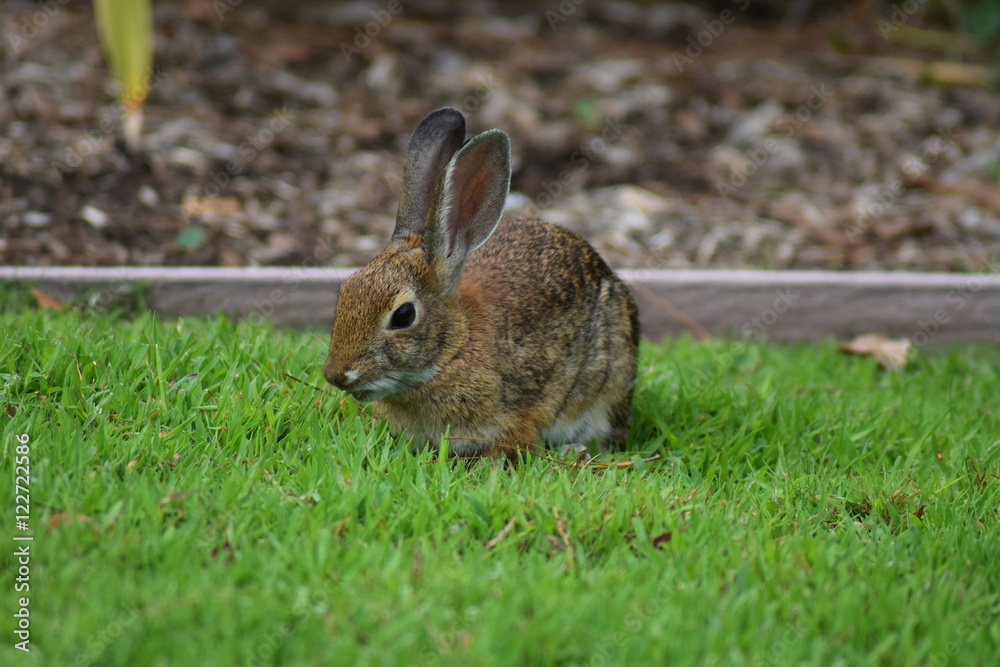 Fototapeta premium Kaninchen