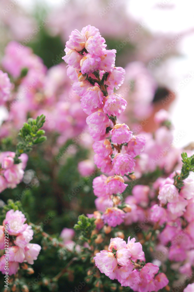 Calluna vulgaris Annemarie Calluna vulgaris Annemarie