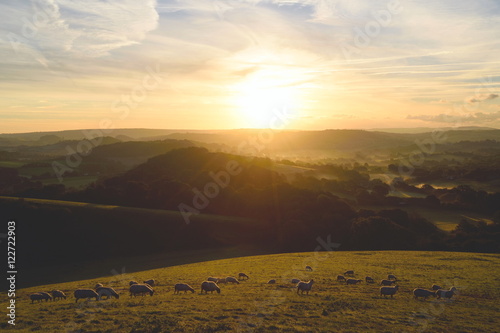 Flock of sheep grazing at sunrise in a field of Marshwood Vale in Dorset AONB (Area of Outstanding Natural Beauty) photo