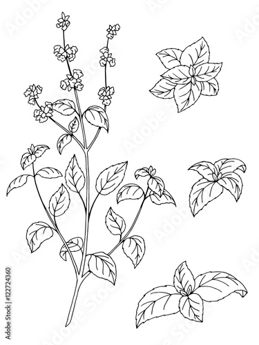 Basil herb flower graphic art black white isolated sketch illustration vector