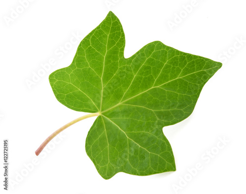 Carta da parati Green Ivy leaf