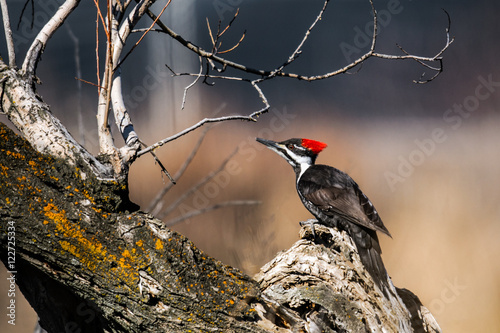 Pileated Woodpecker (Dryocopus pileatus) photo