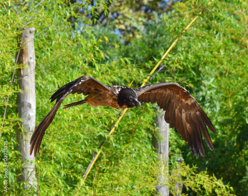 Gipeto in volo photo