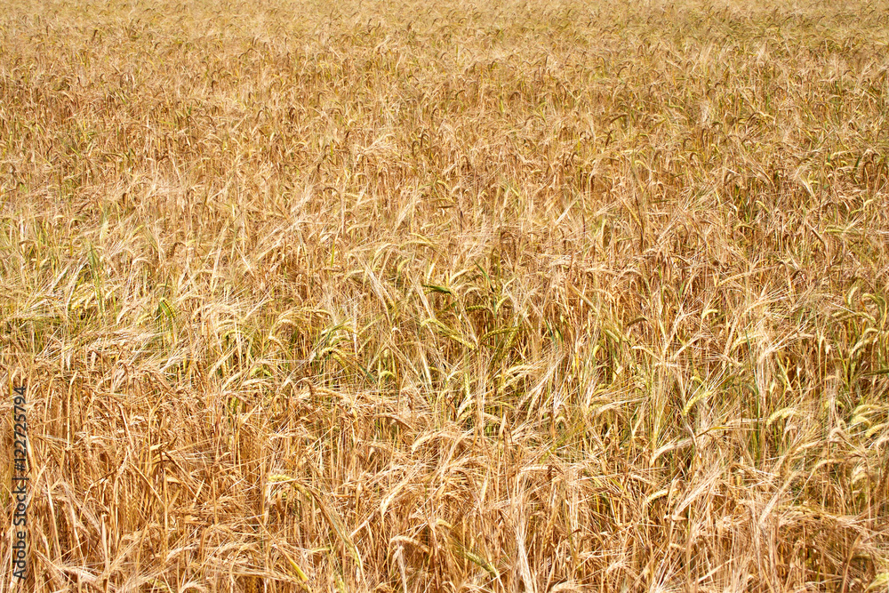 Fototapeta premium Field of ripe rye.