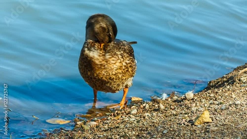 The mallard or wild duck cleans feathers, morning washing.