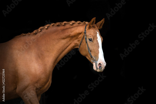 Red horse portrait on black background