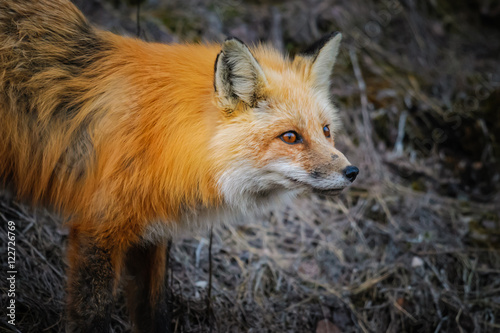 Fototapeta Naklejka Na Ścianę i Meble -  Wild Red Fox, Jasper National Park Alberta Canada
