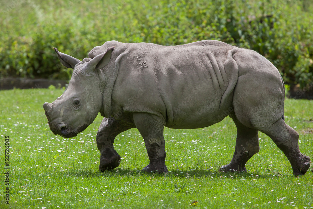 Obraz premium Southern white rhinoceros (Ceratotherium simum simum).