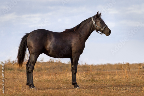Black horse exterior outdoor © callipso88