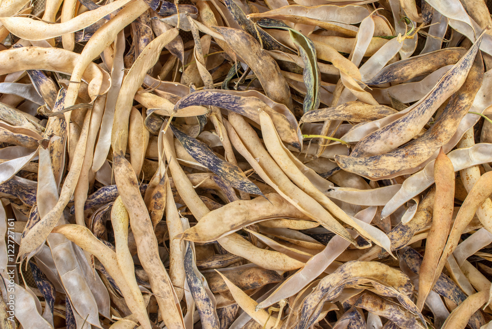 dry bean pods (phaseolus vulgaris), perfect background for your concept or project dry bean pods (phaseolus vulgaris), perfect background for your concept or project