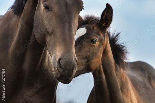 Print op canvas Mare and foal close up portrait