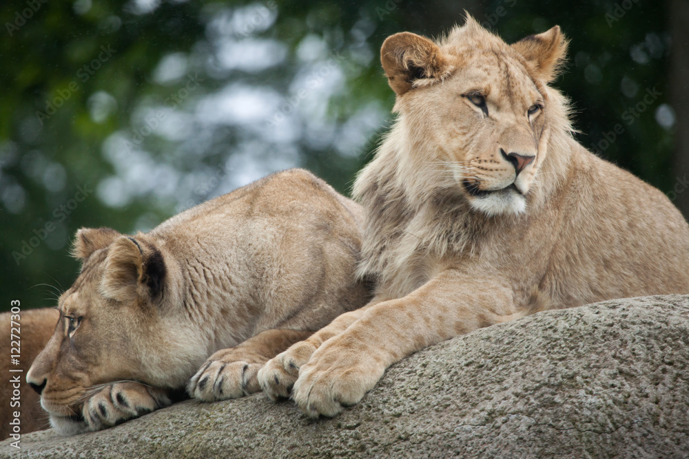 Lioness and juvenile male lion (Panthera leo). Lioness and juvenile male lion (Panthera leo).