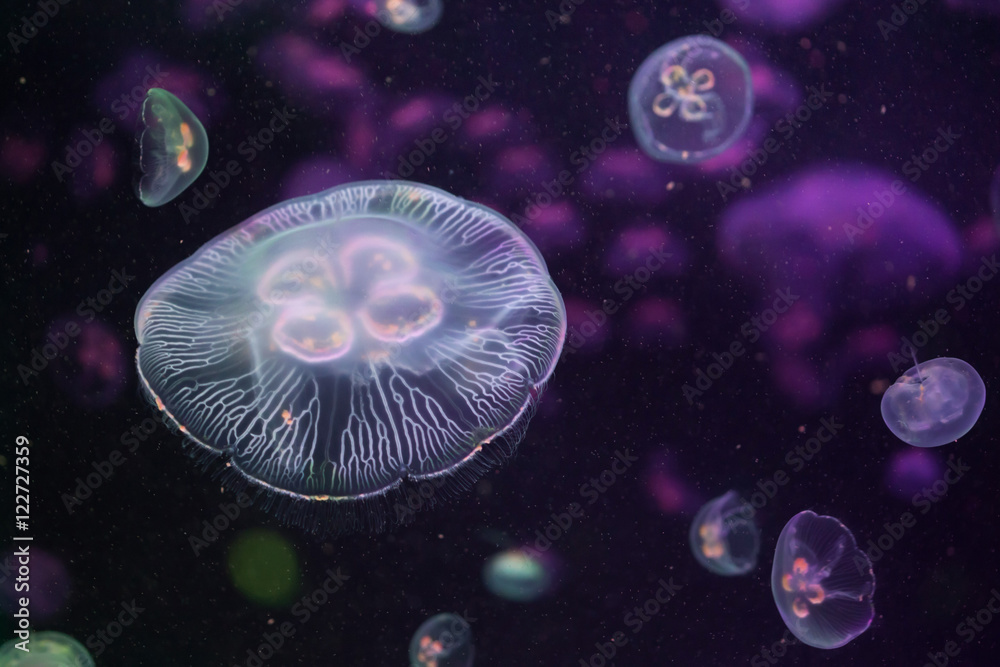 Naklejka premium Moon jellyfish (Aurelia aurita).